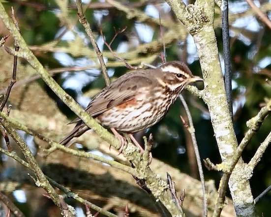 redwing